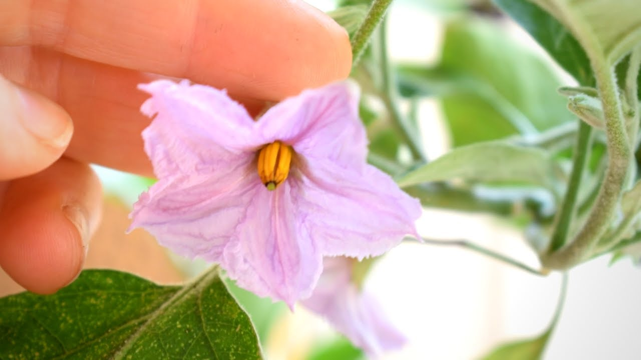 Pollination