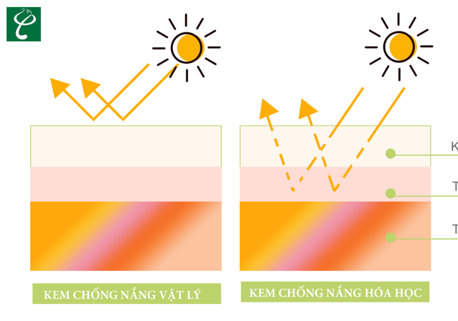Sự khác biệt giữa cơ chế hoạt động của hai loại kem chống nắng