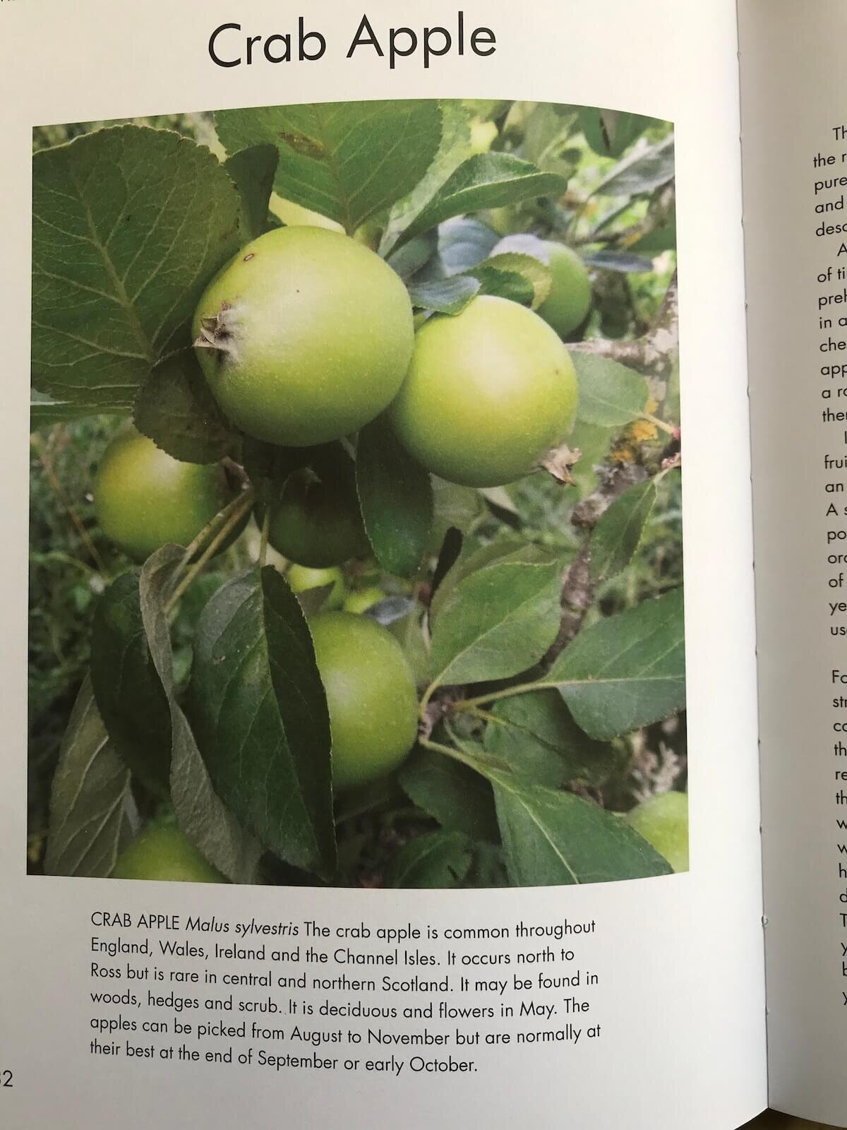 wild food crab apple gaelle chassery.jpg