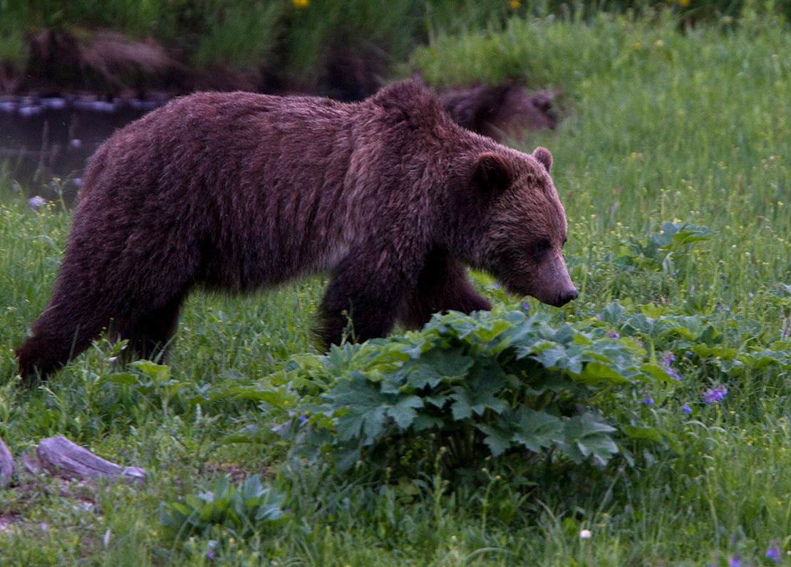 Beaver And Bear