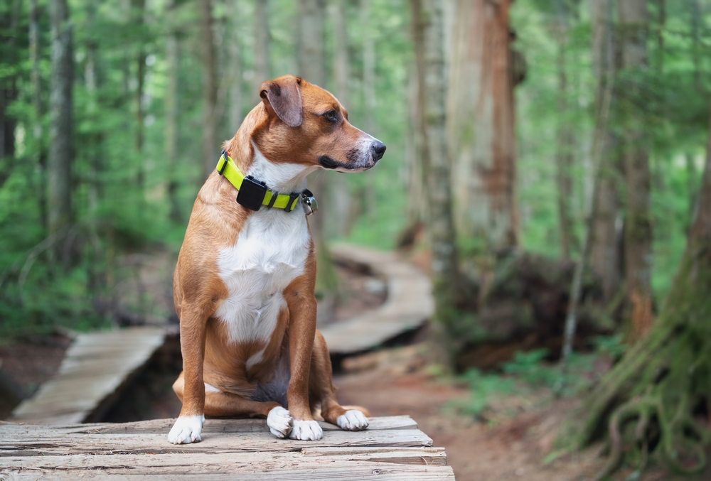 GPS Tracker for Hunting Dogs 