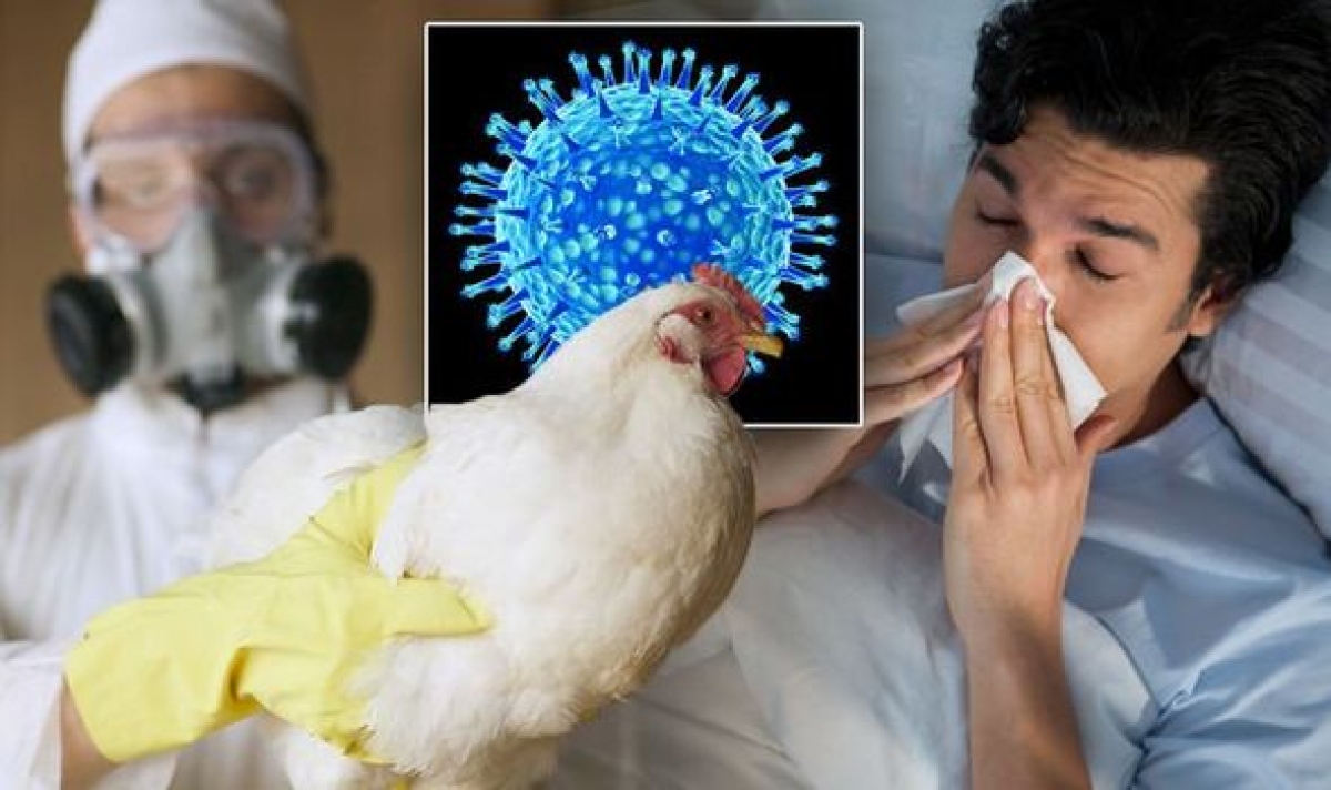 Bệnh cúm gia cầm H5N1 có thể lây từ gia cầm sang con người