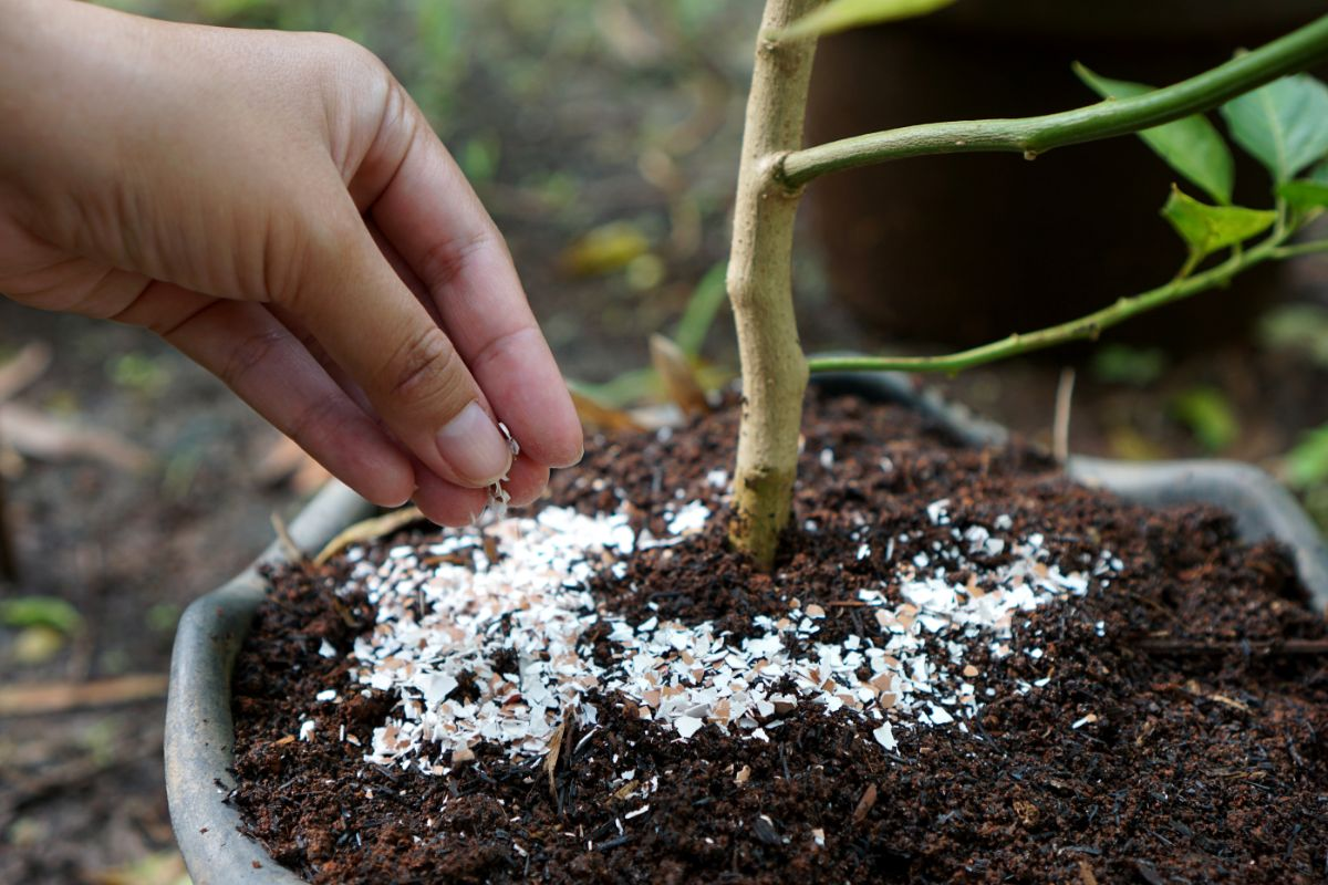 9 Natural Ways How to Make Soils More Alkaline