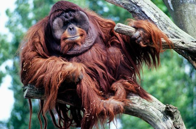 Orangutan 