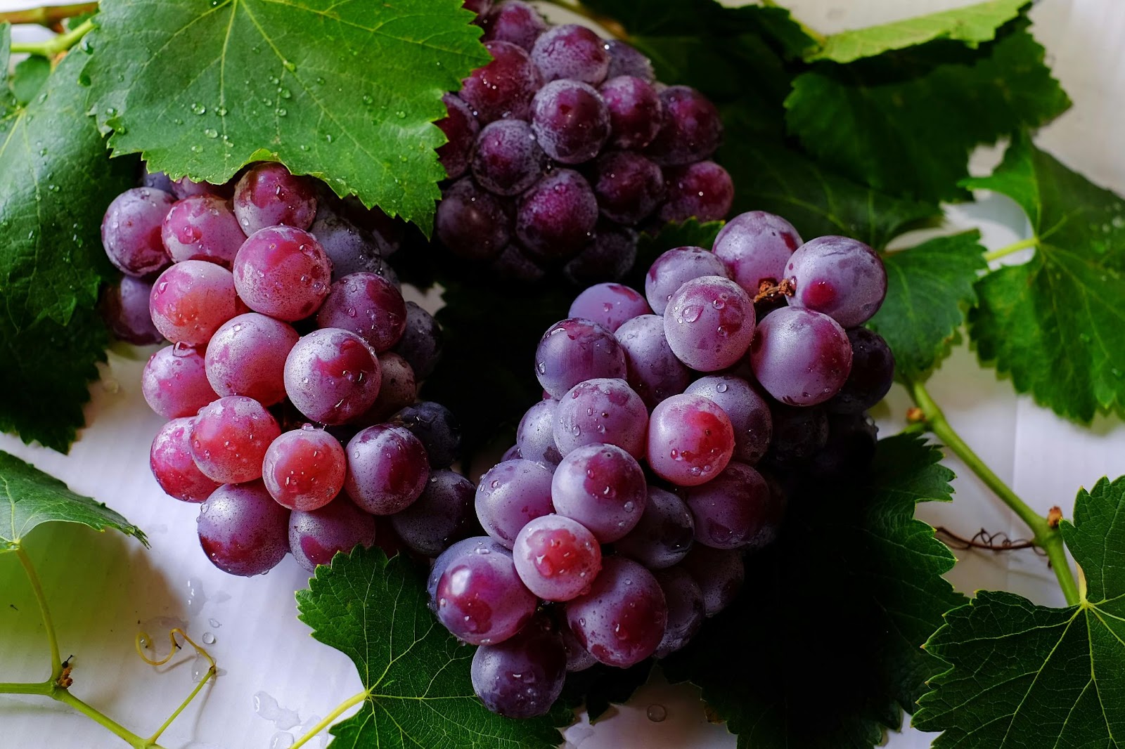 grapes are great for people, but poisonous to dogs