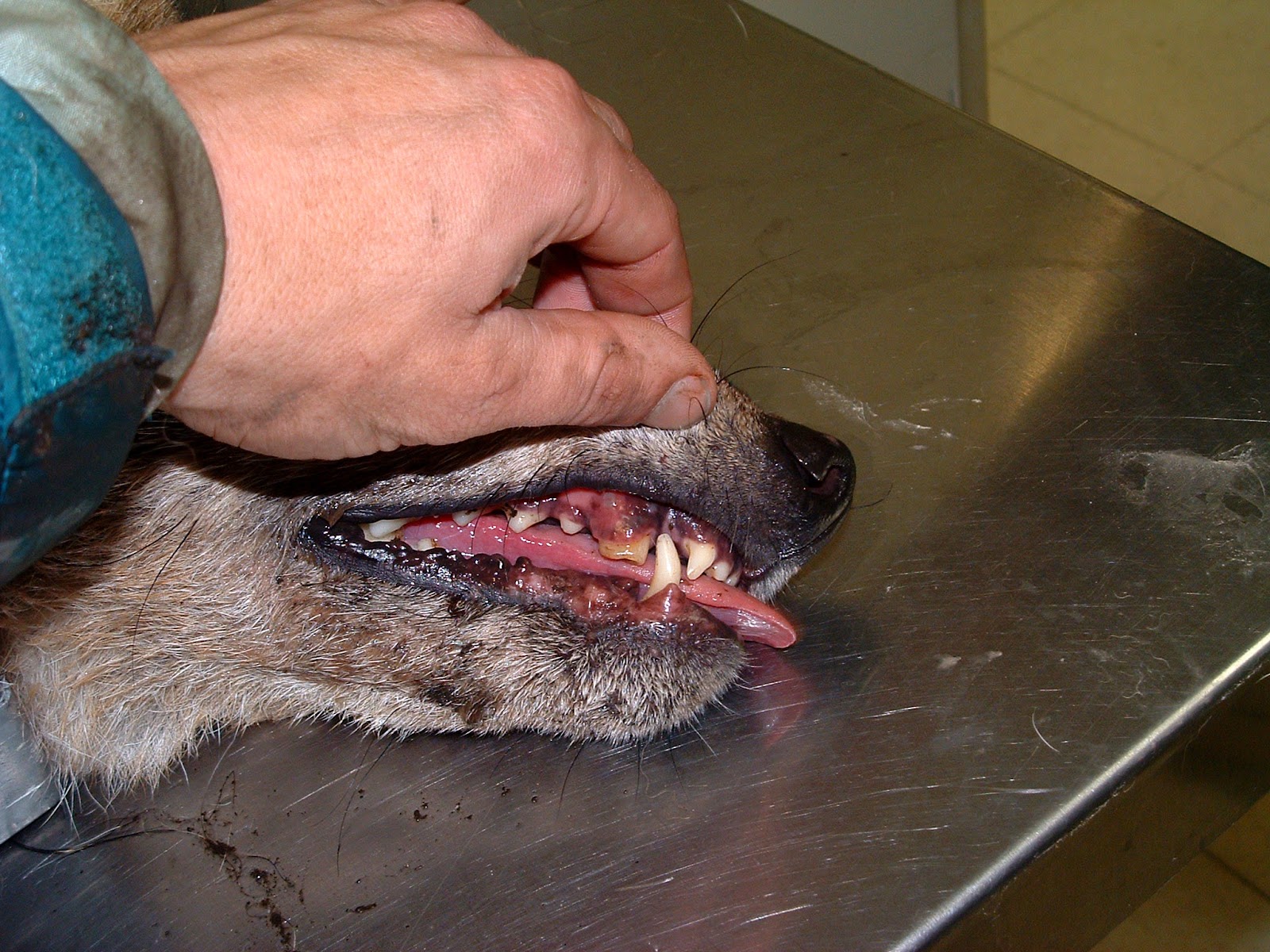 A closeup of the muzzle of a coyote with a broken right upper canine tooth, its upper lip lifted by a human hand.