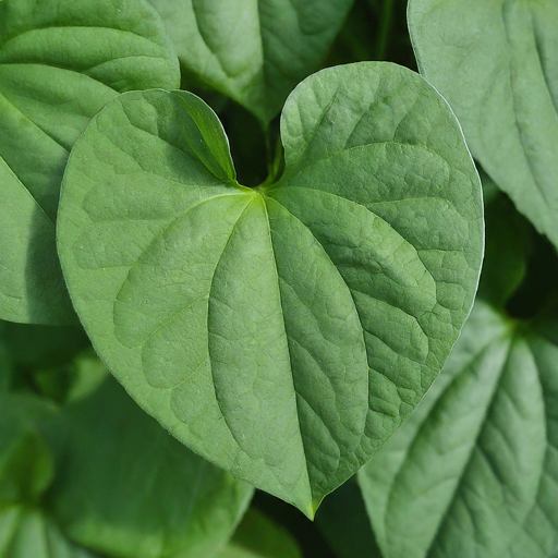 Understanding Purple Bindweed (Convolvulus Purpureus)