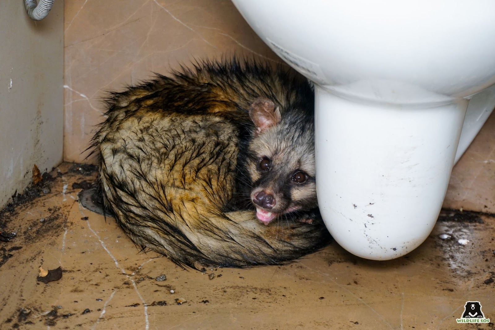 Civet rescue in Delhi