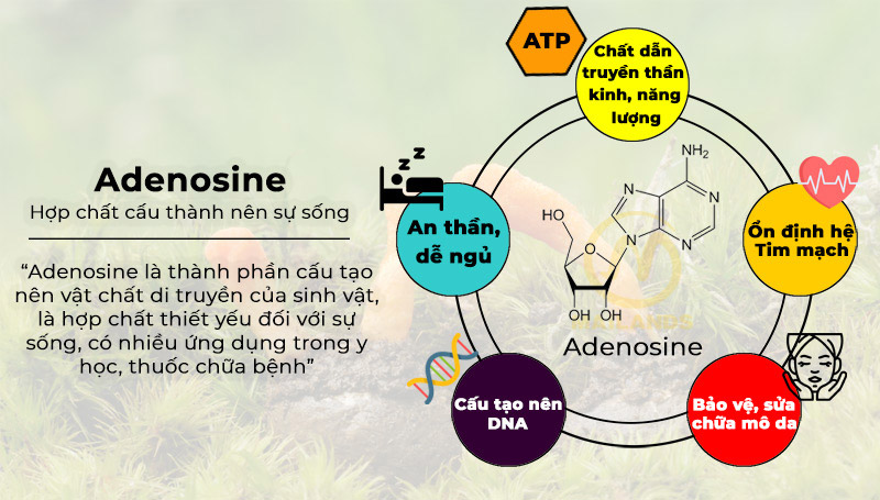 Adenosine là một hợp chất có tác dụng an thần