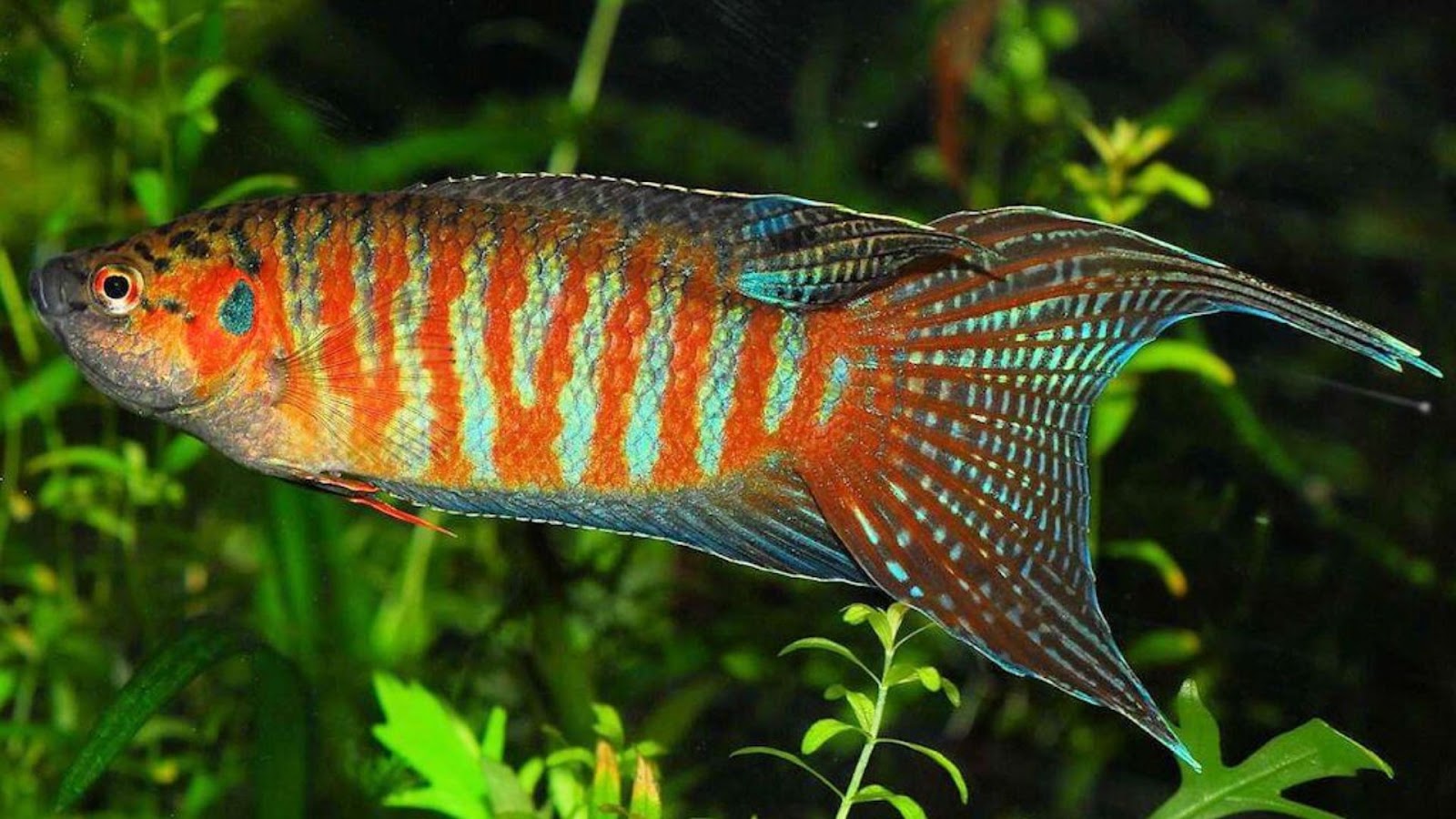 Lucky fish for home aquarium: Paradise Fish.