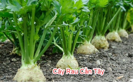 Hướng Dẫn Chi Tiết Cách Trồng Cây Rau Cần Tây Tại Vườn ctcfarm