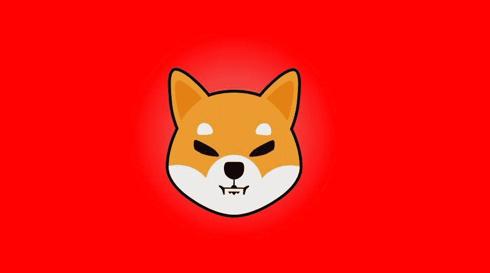 shiba