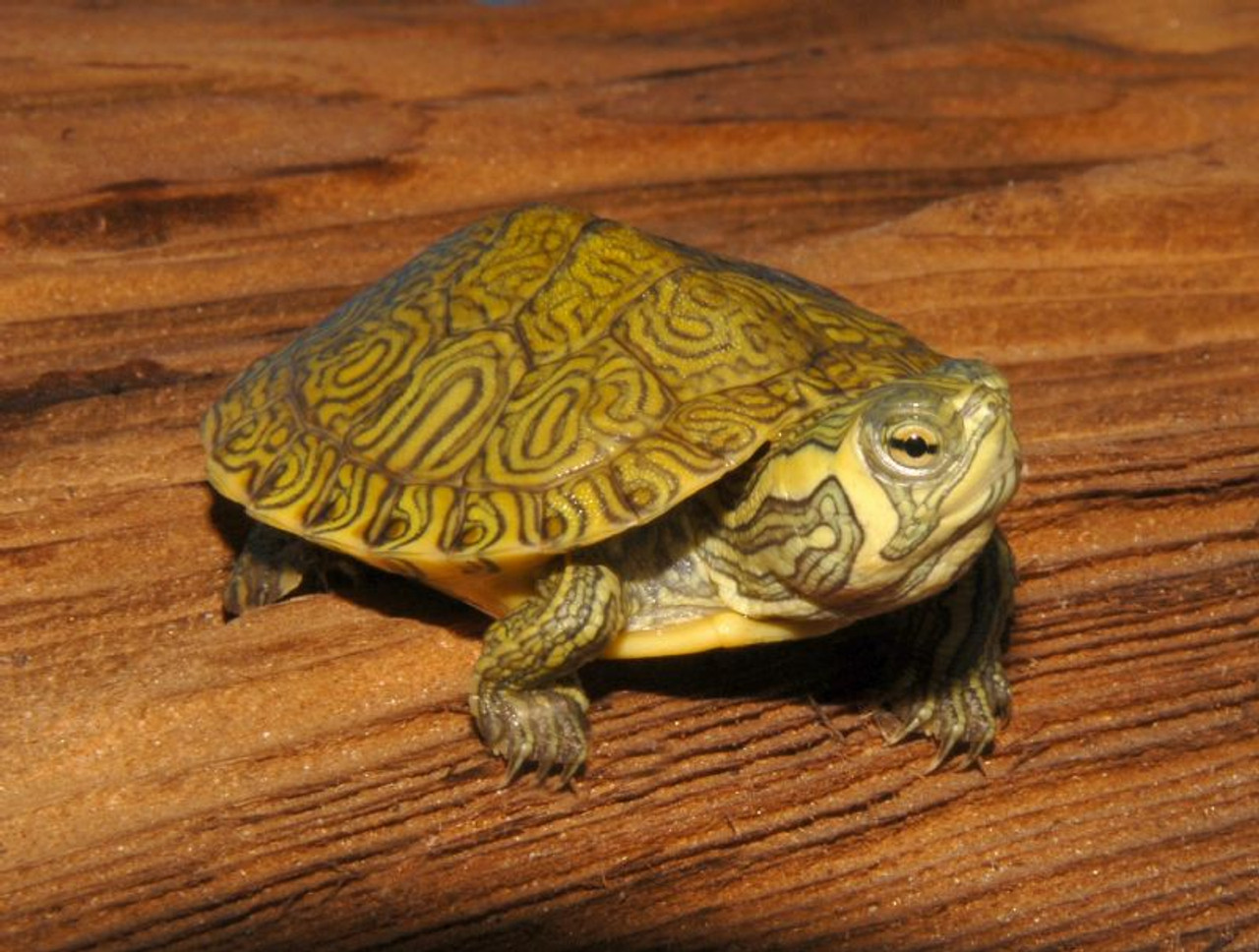 Yellow Belly Turtles Habitat