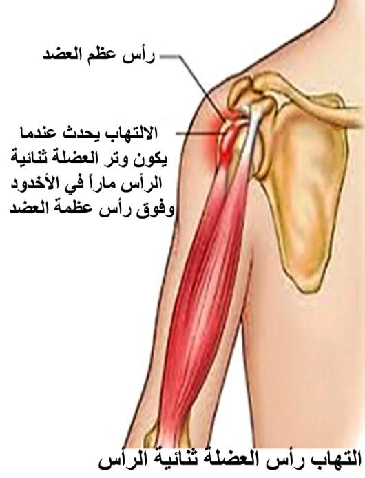 E:\Documents and Settings\USER\Desktop\كبار السن\biceps.jpg