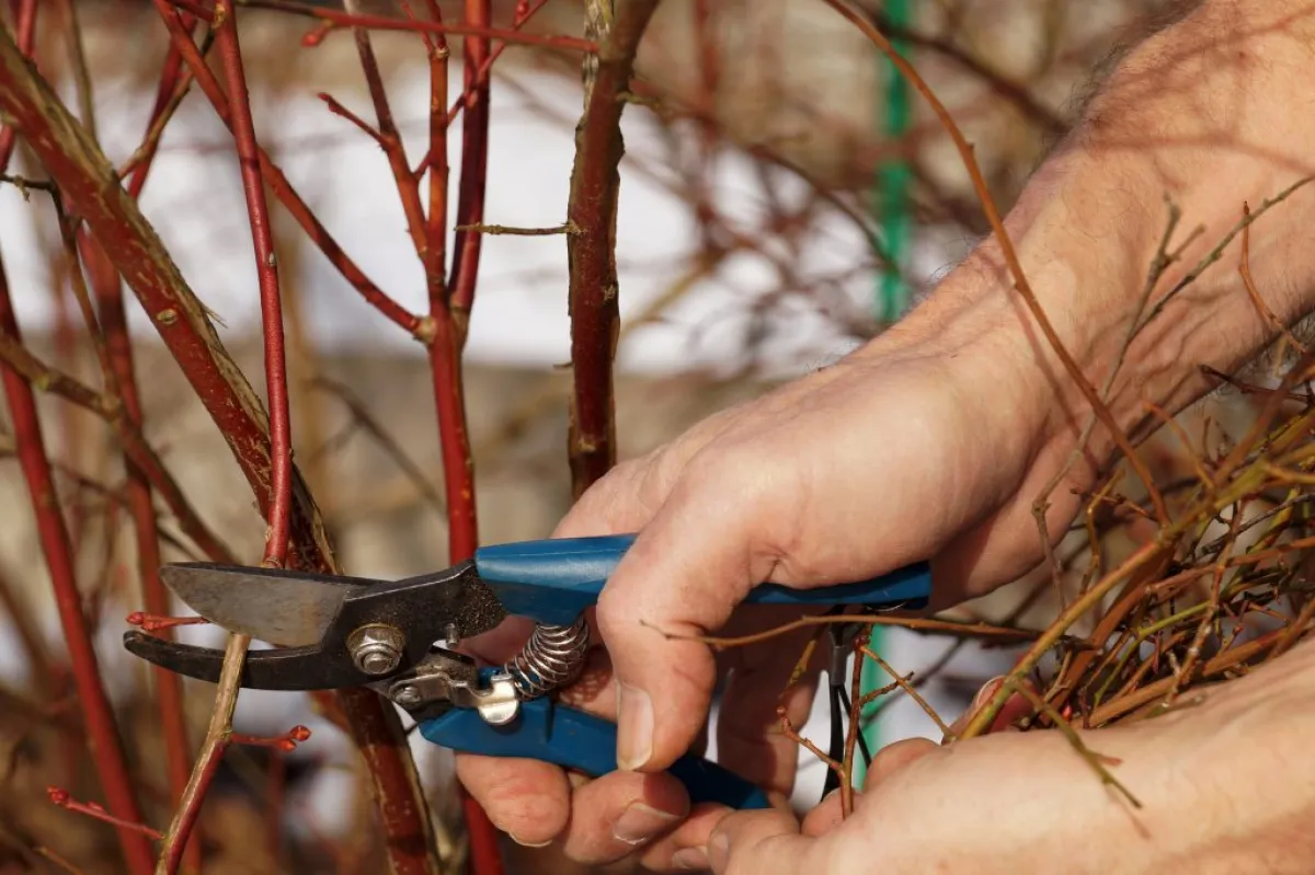 Improper Pruning