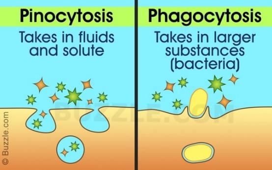 What is the difference between phagocytosis and pinocytosis? - Quora