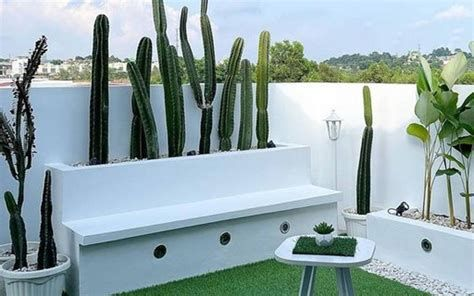 Tanaman hias depan rumah : kaktus