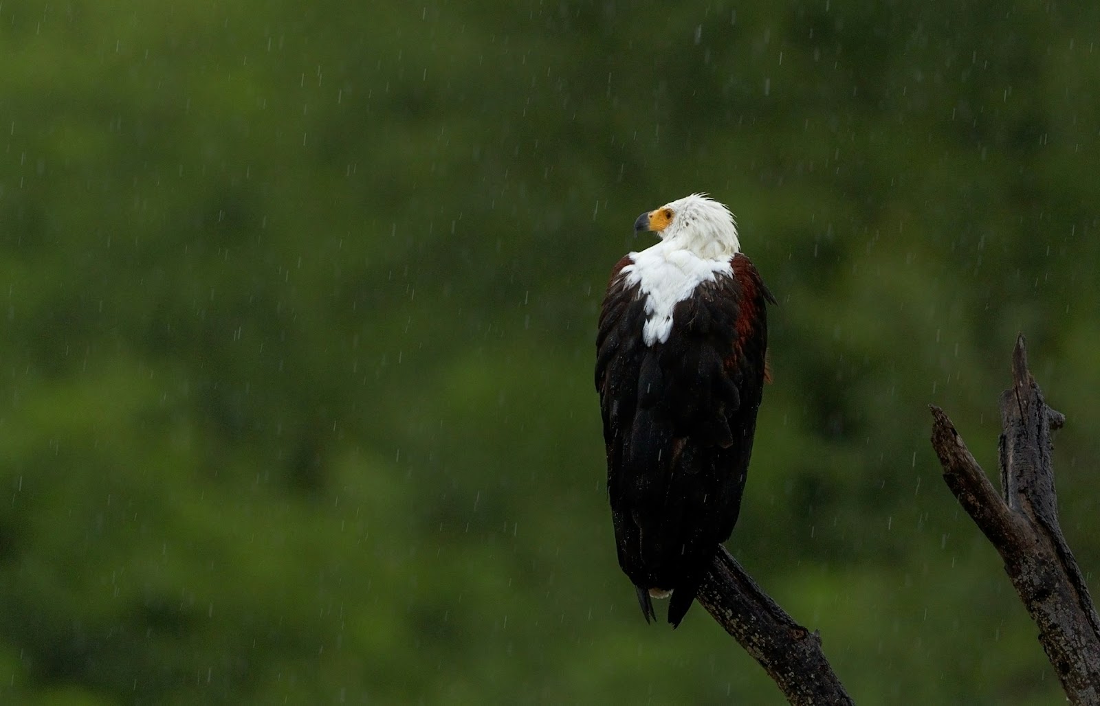 an African fish eagle in Chobe national park, 