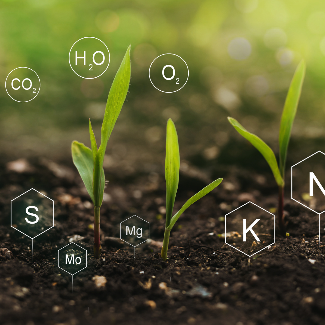 Nutrients for cannabis plants
