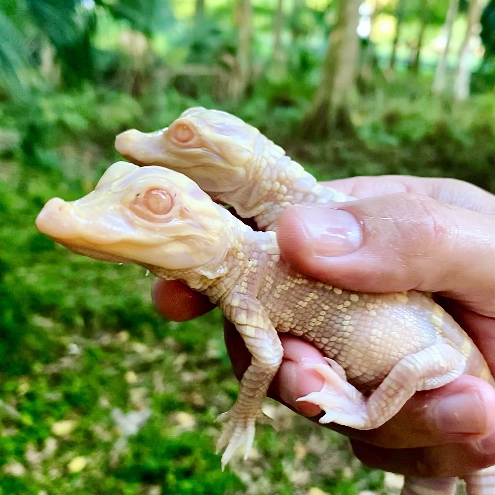 Baby albino alligators at Wild Florida