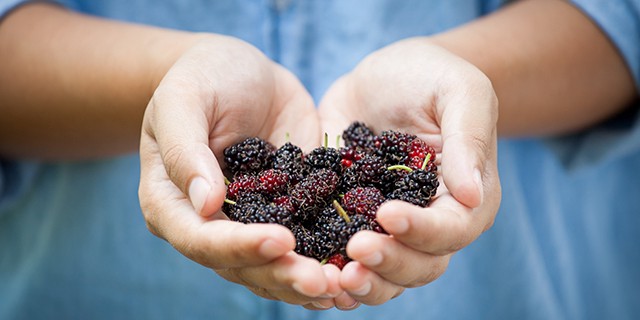 mulberry benefits for skin