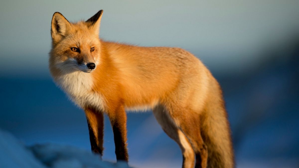 The Significance of Fox Encounters in Domestic Spaces