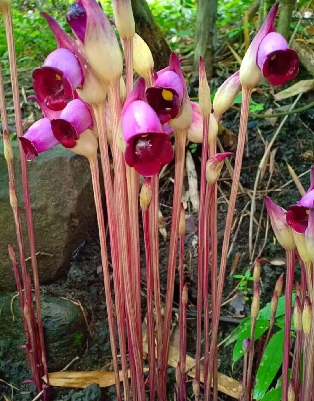 Buy Indian Broomrape Forest Ghost Flower Aeginetia Indica 25 Seeds Ed 067  Online in India - Etsy