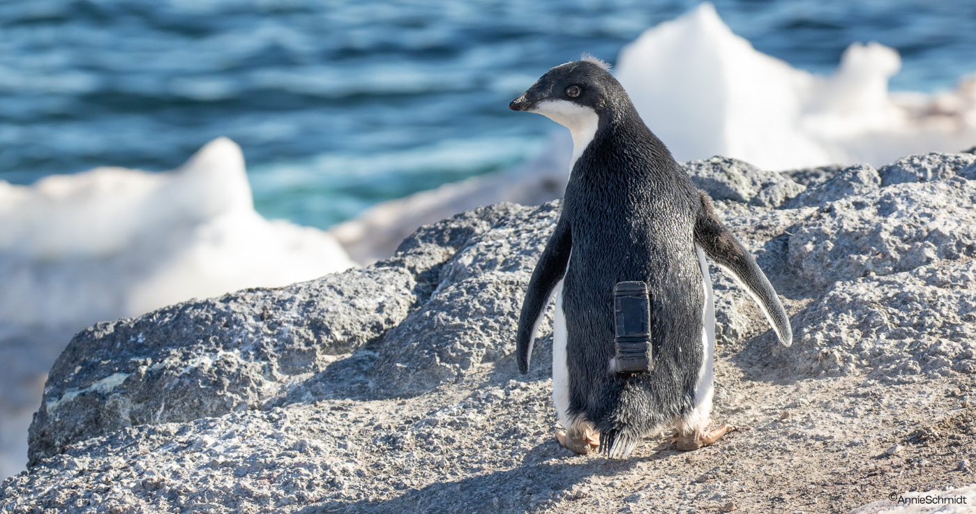A penguin walking on a rock

Description automatically generated