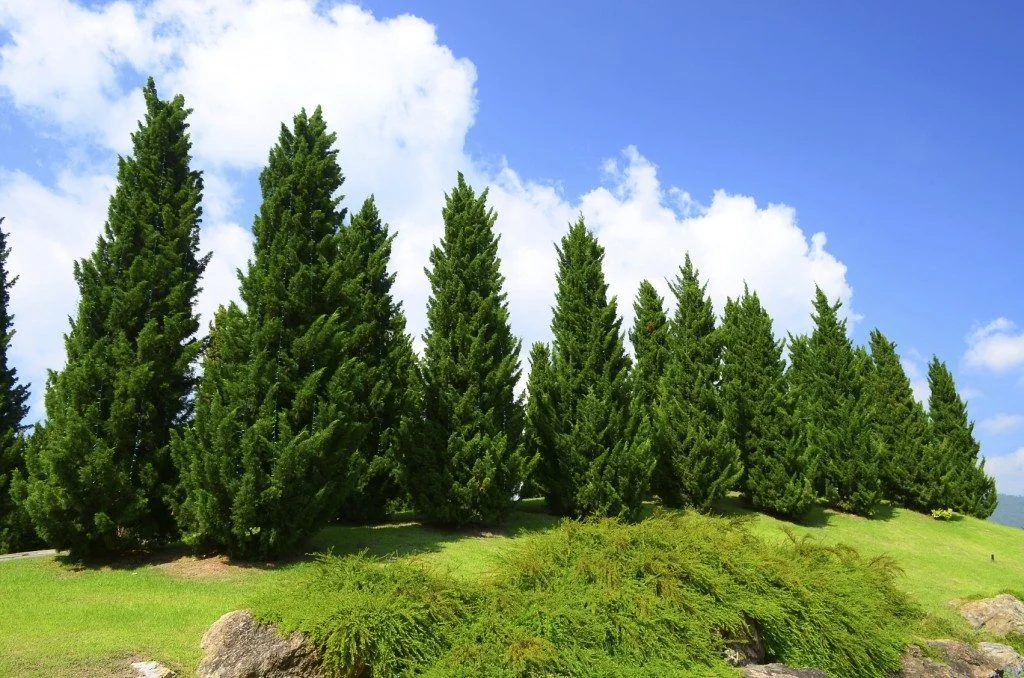 What habitat do pine trees live in