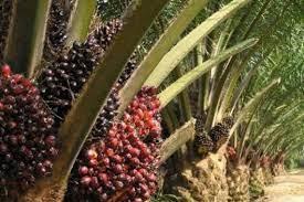 Philippines: Indigenous organizations challenge oil palm companies in  Palawan | World Rainforest Movement
