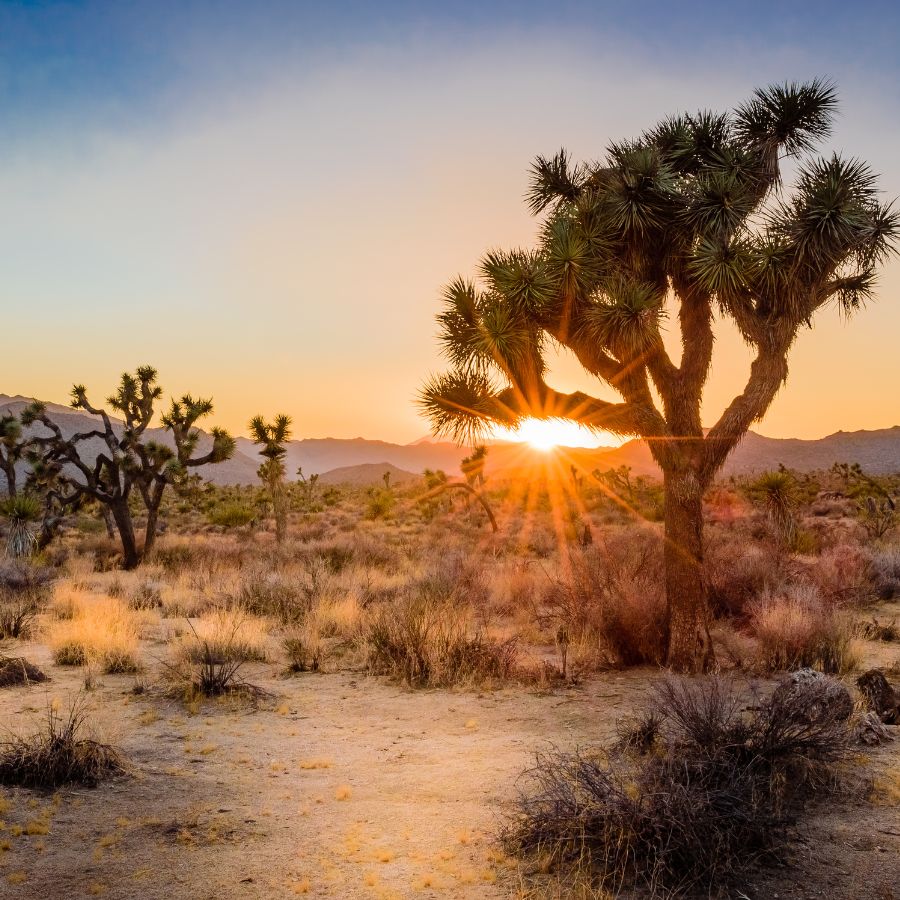 joshua tree