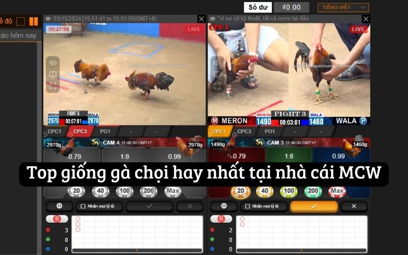 Top giống gà chọi hay nhất tại nhà cái MCW