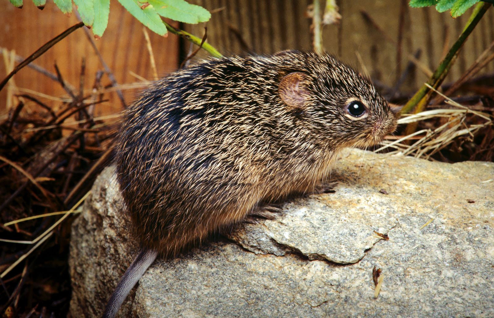 American spiny rat | Adaptations, Habitat & Diet | Britannica