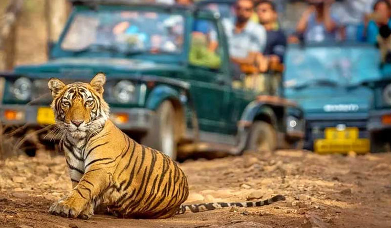 Experience the Thrill of the Wild: Discovering Ranthambore Wildlife Tour Packages