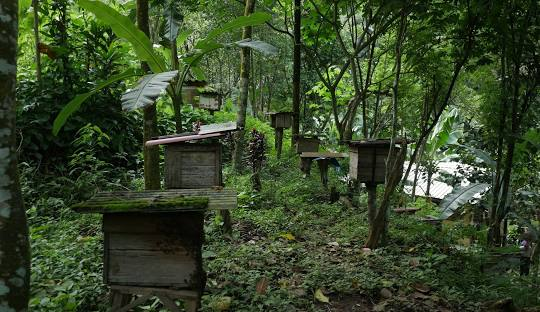 Taman Hutan Raya Ir. H. Djuanda, tempat wisata dekat Jakarta 