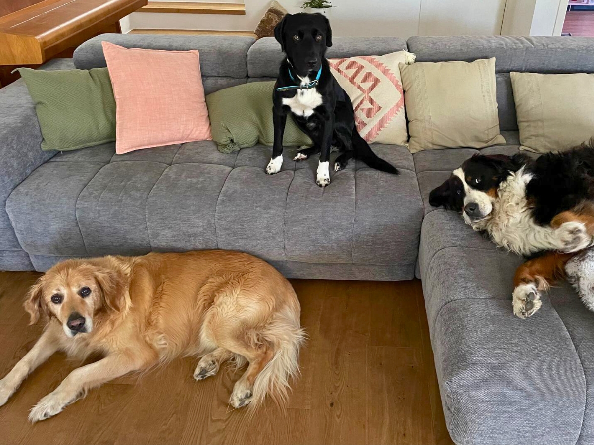 Psy na sivom gauči a dekoračné vankúše.