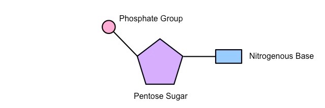 nucleotide schematic