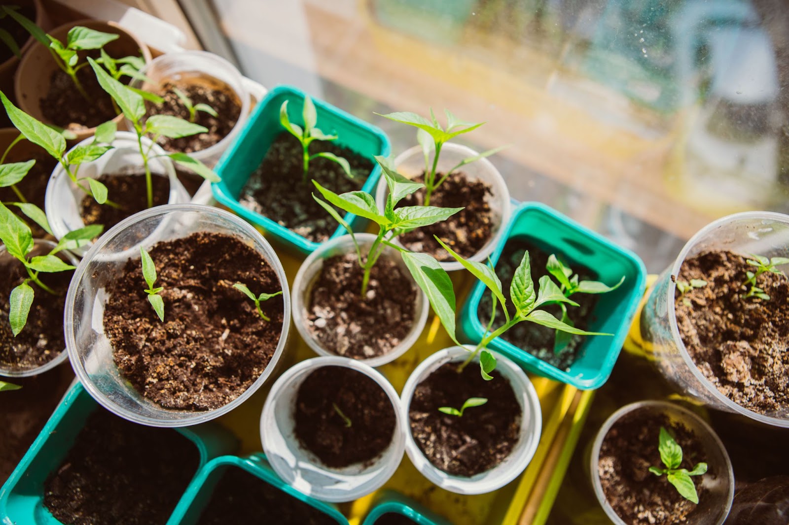 Garden Pots