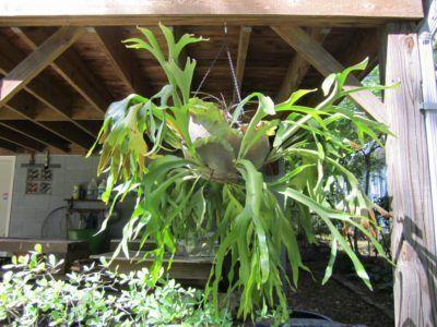 Reasons for Wilted or Droopy Fronds of Staghorn Ferns