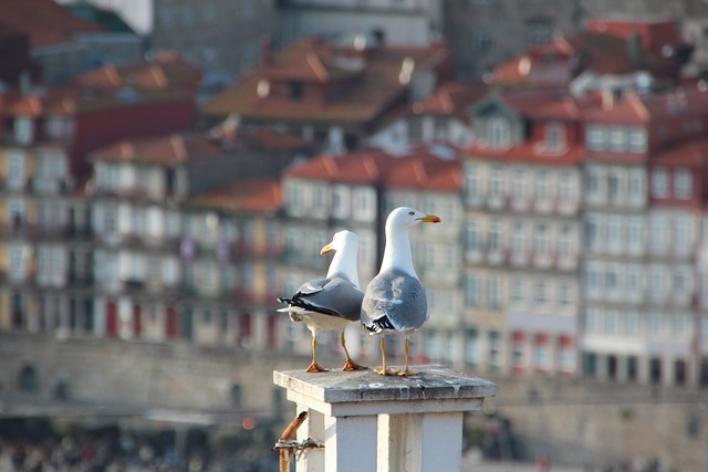 seagulls, roof, portugal