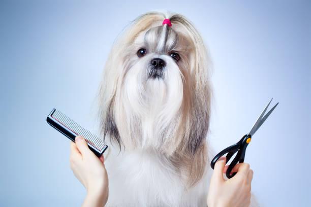 Shih Tzu Dog Grooming Stock Photo - Download Image Now - Dog, Animal  Groomer, Hair Salon - iStock
