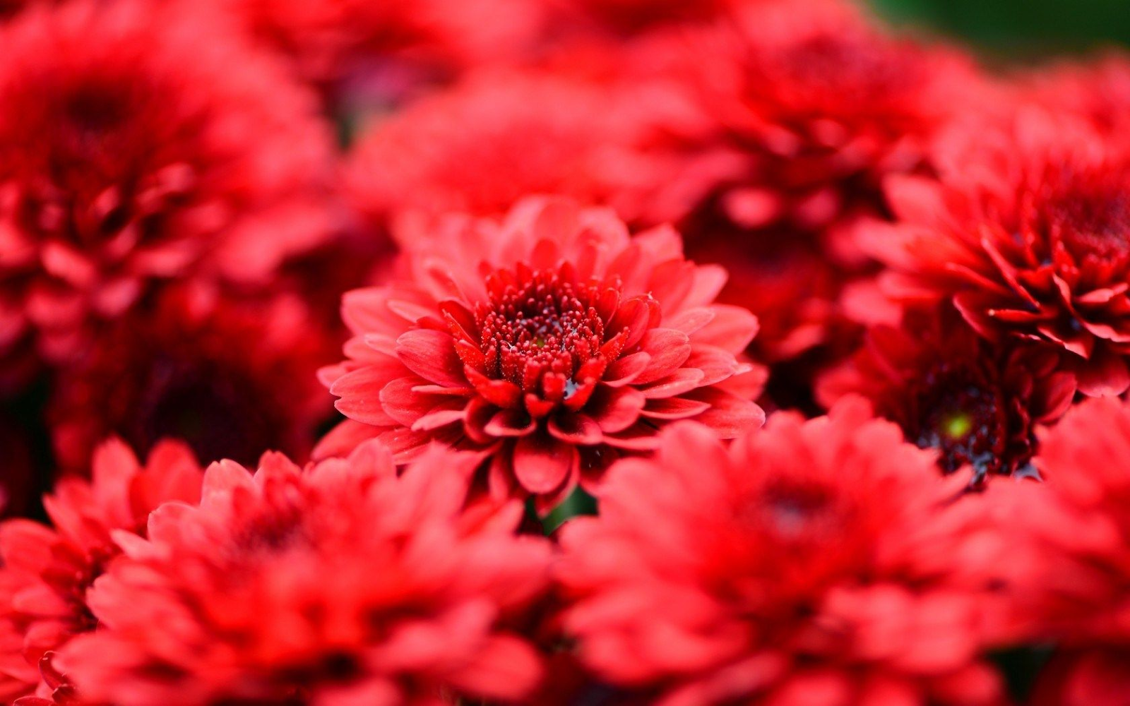 Red Chrysanthemums (Chrysanthemum spp.)
