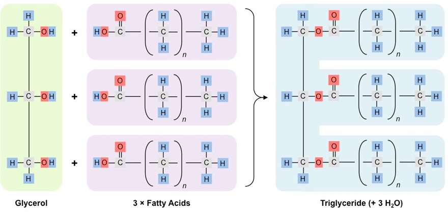 triglyceride