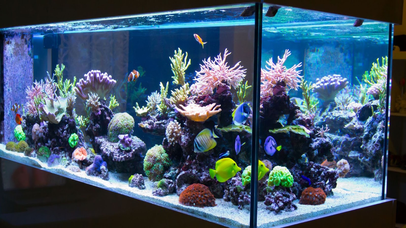 Lucky fish for aquarium decor items: Good Lighting.