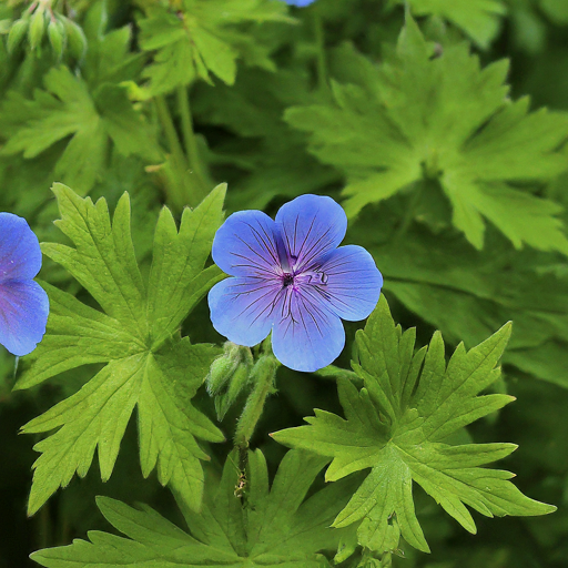 Choosing Your Perfect Cloudy Geranium