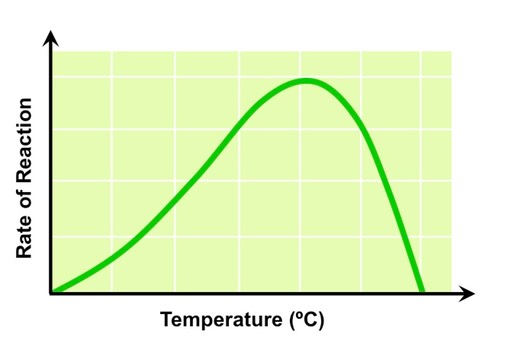 temperature photosynthesis