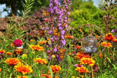 types of gardens for your michigan yard butterfly garden with pollinator flowers custom built okemos