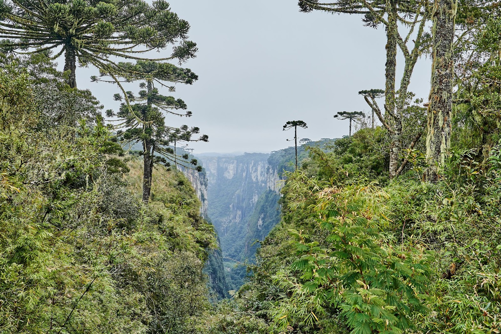 Cânion com superfícies dominadas pelas árvores nativas da Mata Atlântica. As araucárias, típicas da região Sul do Brasil, aparecem em destaque