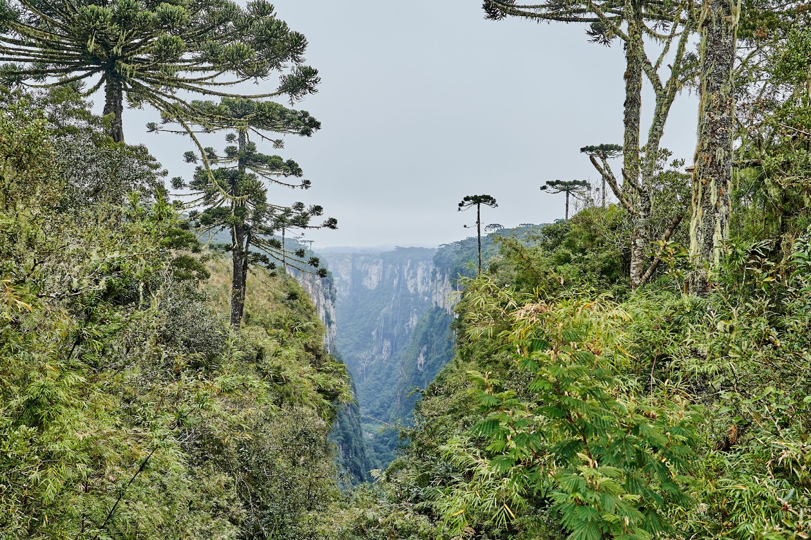 Cânion com superfícies dominadas pelas árvores nativas da Mata Atlântica. As araucárias, típicas da região Sul do Brasil, aparecem em destaque