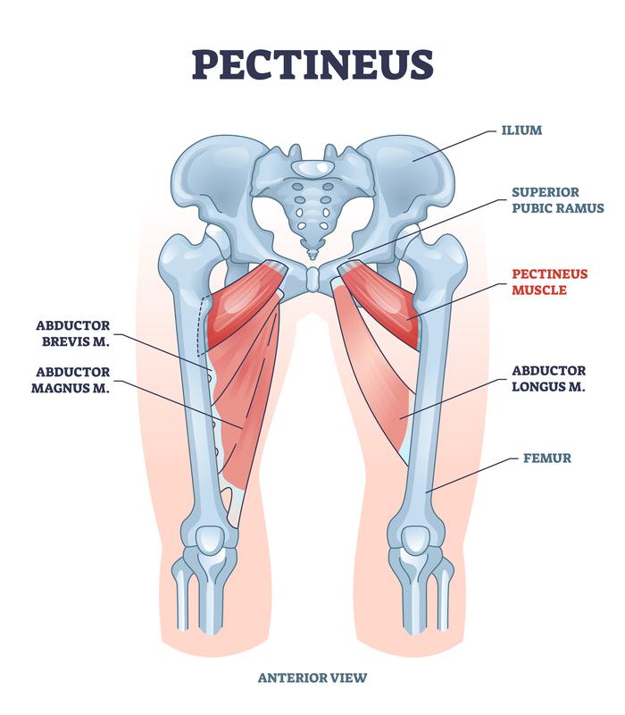 A diagram of the pectineus musclesDescription automatically generated
